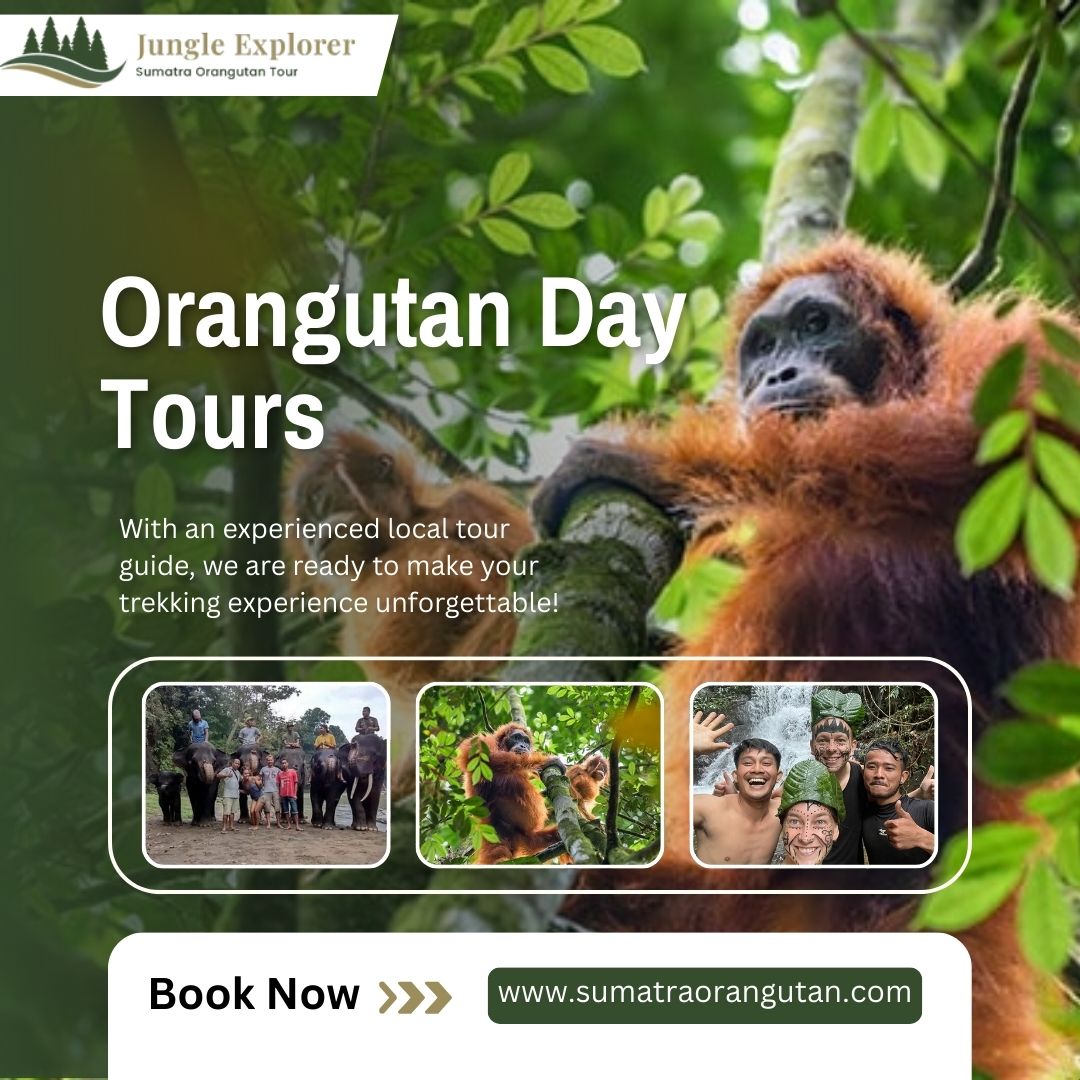 Orangutan Day Tours